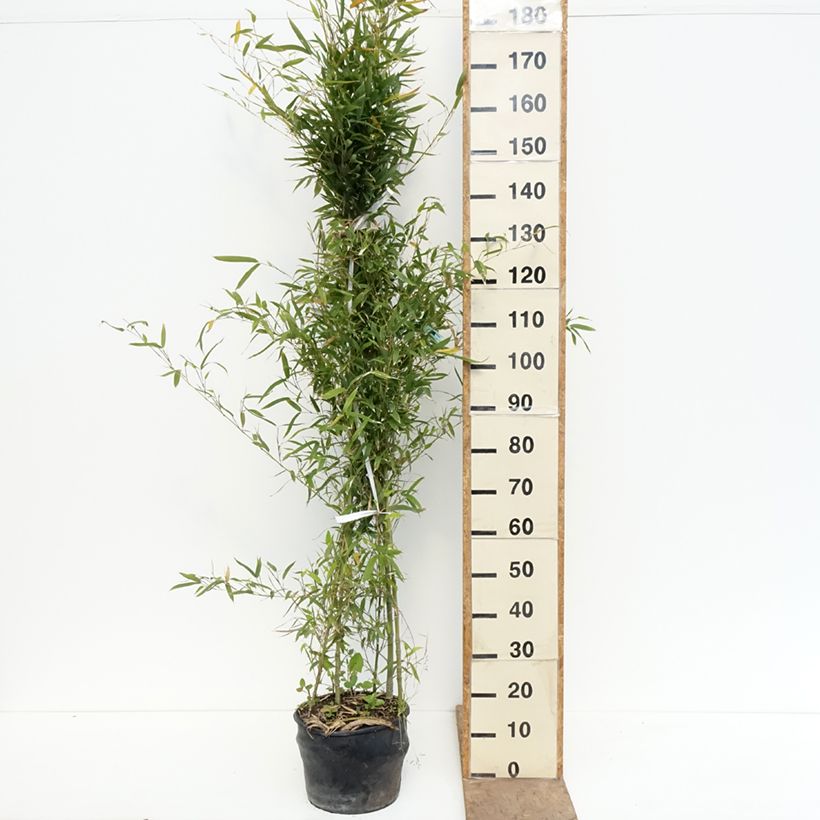 Golden Bamboo - Phyllostachys aurea 7.5L/10L pot sample as delivered in spring