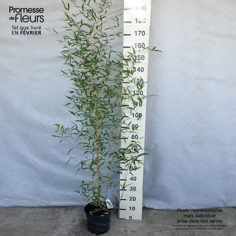Yellow Bamboo - Phyllostachys aureosulcata Aureocaulis 4L/5L pot sample as delivered in winter