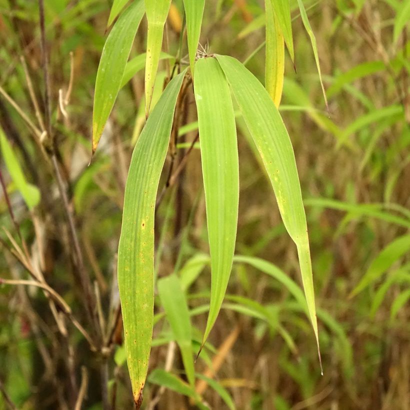 Fargesia yunnanensis (Foliage)
