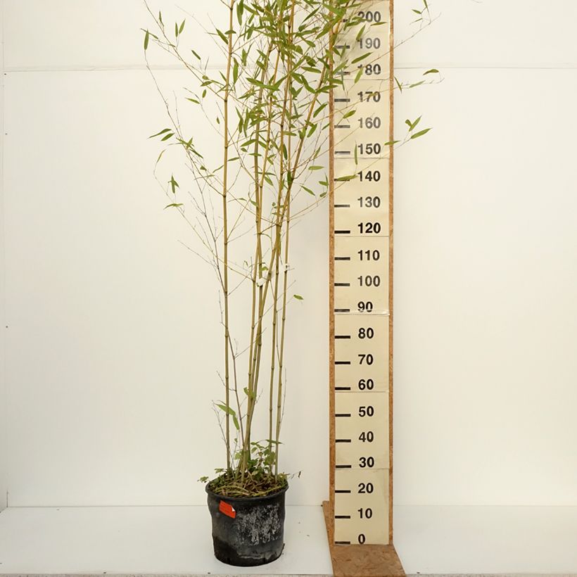 Phyllostachys bissetii - Bamboo 7.5L/10L pot sample as delivered in autumn