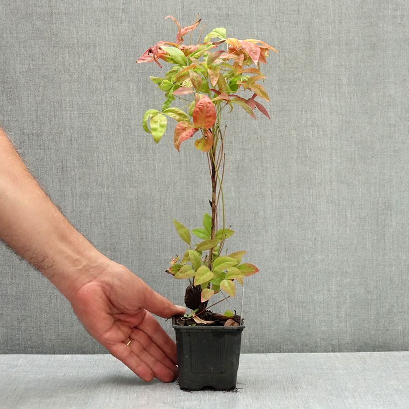 Nandina domestica Blush Pink Aka - Sacred Bamboo 8/9 cm pot sample as delivered in summer
