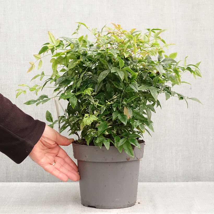 Bambou sacré - Nandina domestica Magical Sunrise Pot de 3L/4L sample as delivered in autumn