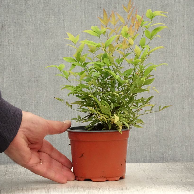 Nandina domestica Moon Bay - Sacred Bamboo 8/9 cm pot sample as delivered in summer