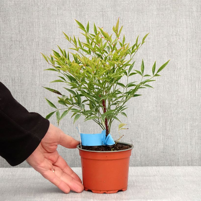 Nandina domestica Moon Bay - Sacred Bamboo 8/9 cm pot sample as delivered in winter