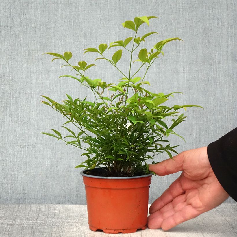 Nandina domestica Moon Bay - Sacred Bamboo 8/9 cm pot sample as delivered in spring