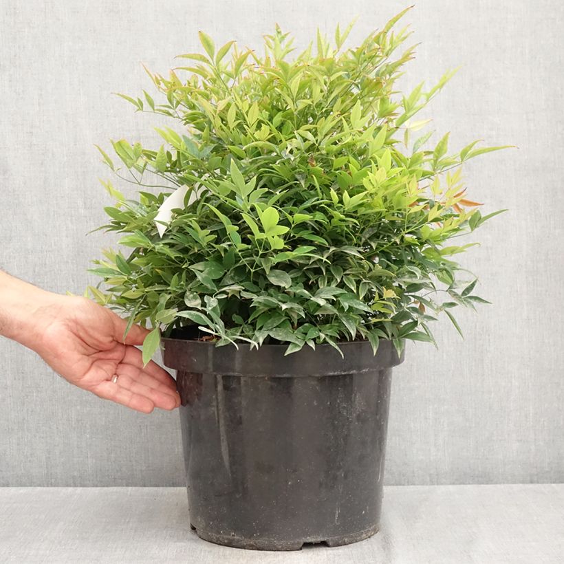 Nandina domestica Moon Bay - Sacred Bamboo 3L/4L pot sample as delivered in summer