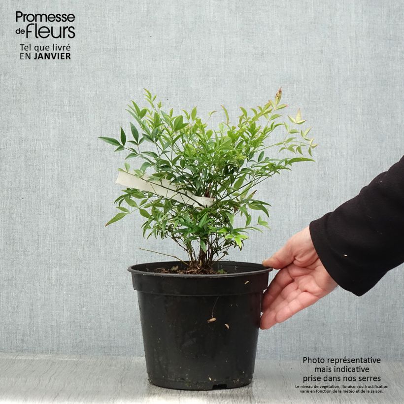 Nandina domestica Moon Bay - Sacred Bamboo 3L/4L pot sample as delivered in winter
