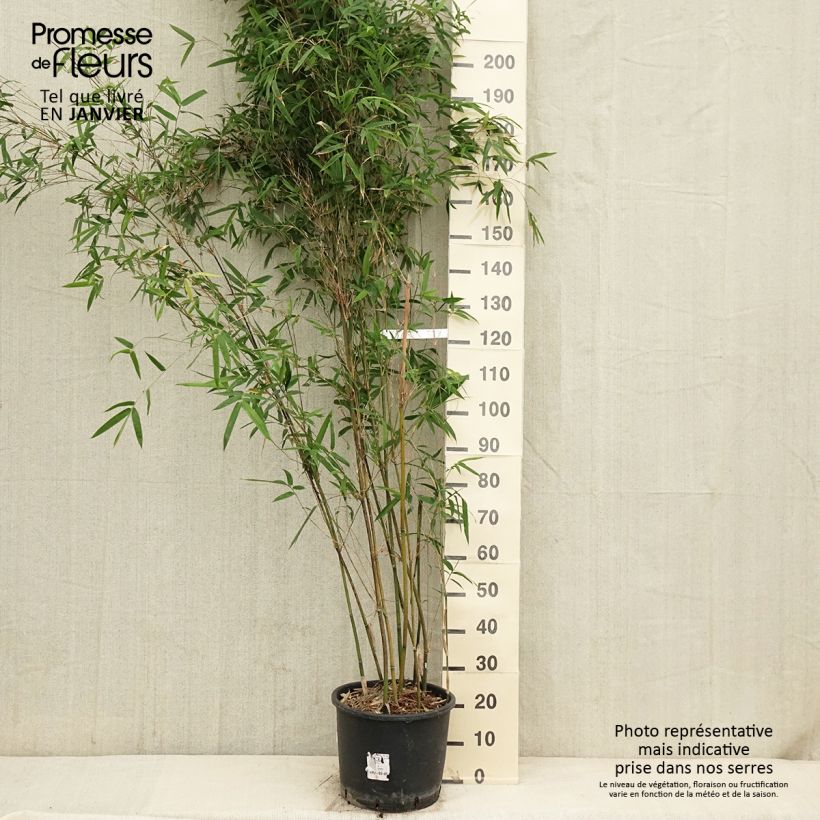 Bambusa glaucescens - Hedge Bamboo 7.5L/10L pot sample as delivered in winter