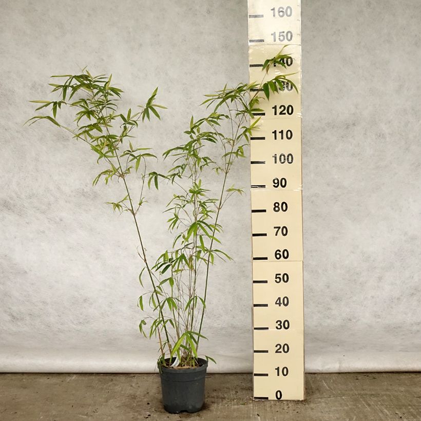 Bambusa glaucescens - Hedge Bamboo 4L/5L pot sample as delivered in spring
