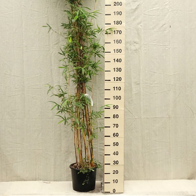 Bambusa glaucescens multiplex Alphonse Karr - Hedge Bamboo 7.5L/10L pot sample as delivered in spring