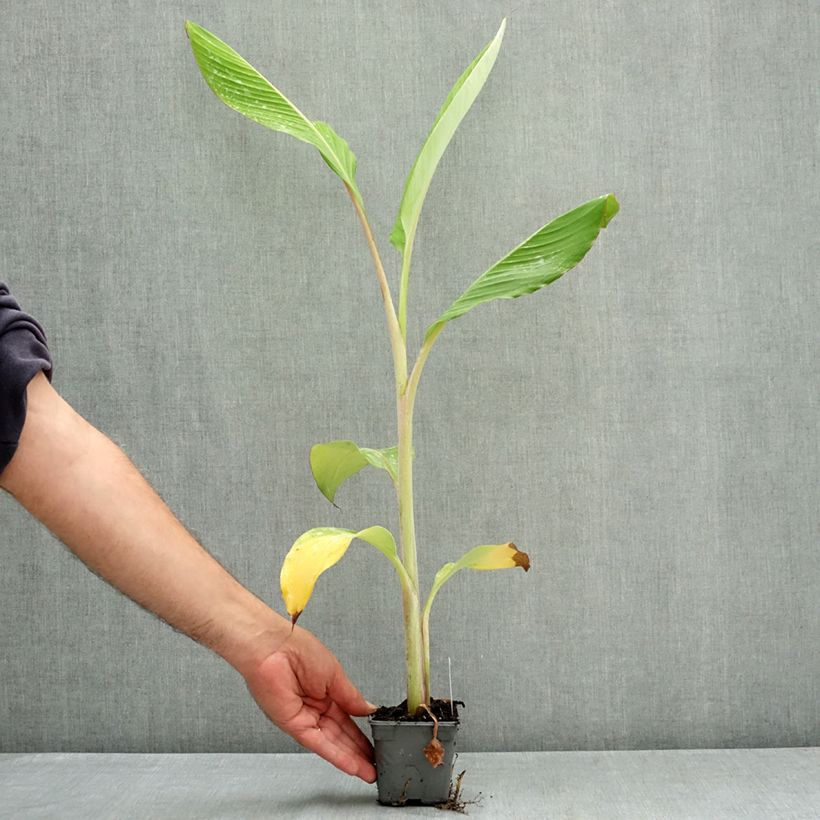 Musa acuminata balbisiana Ice Cream - Banana 8/9 cm pot sample as delivered in summer