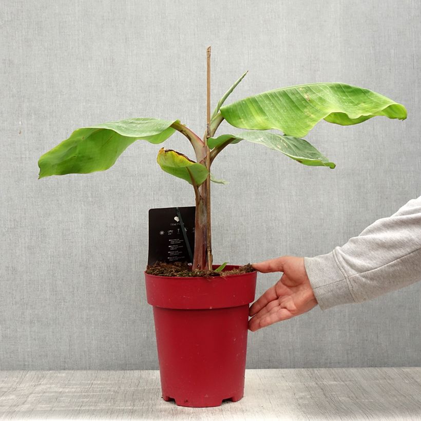 Musa acuminata Red Dacca' 6L/7L pot sample as delivered in spring