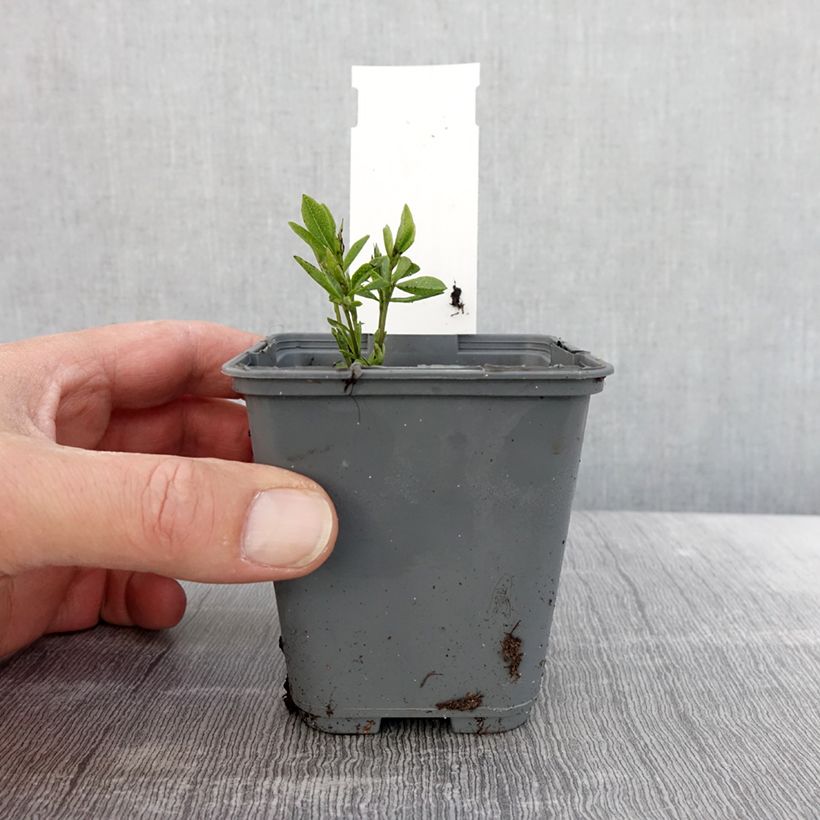 Baptisia alba var. macrophylla - White False Indigo 8/9 cm pot sample as delivered in spring