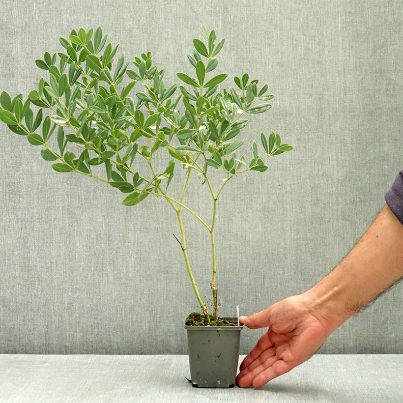 Baptisia albescens Pink Form - False Indigo 8/9 cm pot sample as delivered in summer