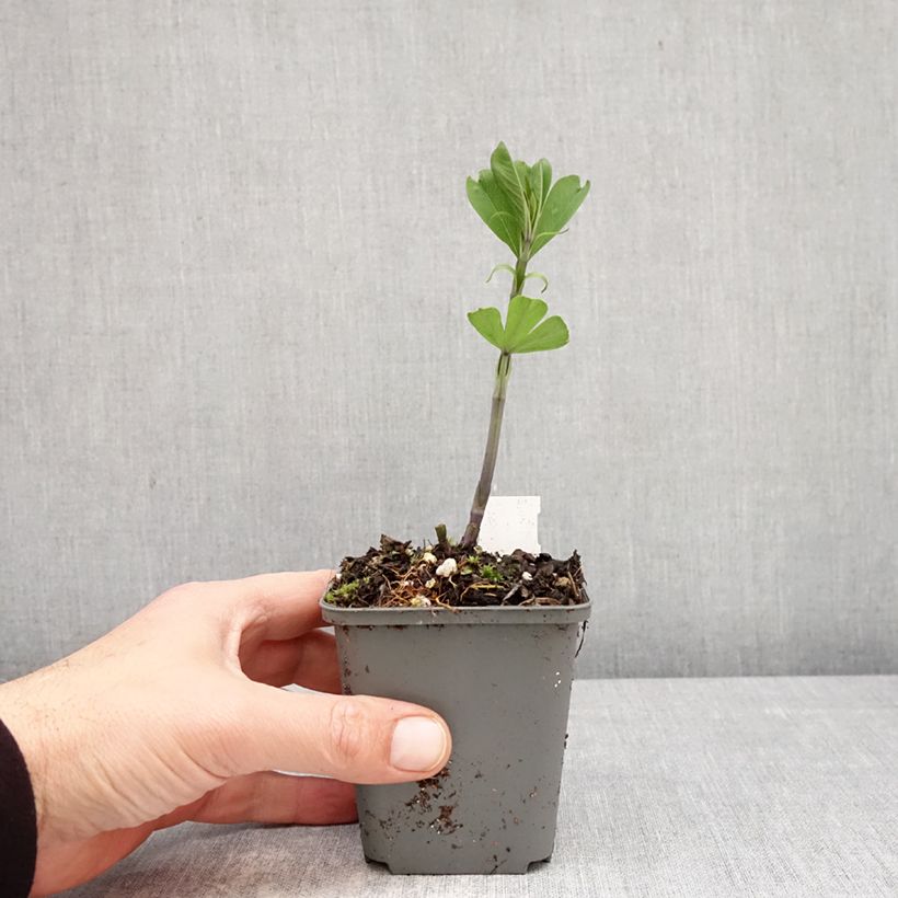 Baptisia albescens Pink Form - False Indigo 8/9 cm pot sample as delivered in spring
