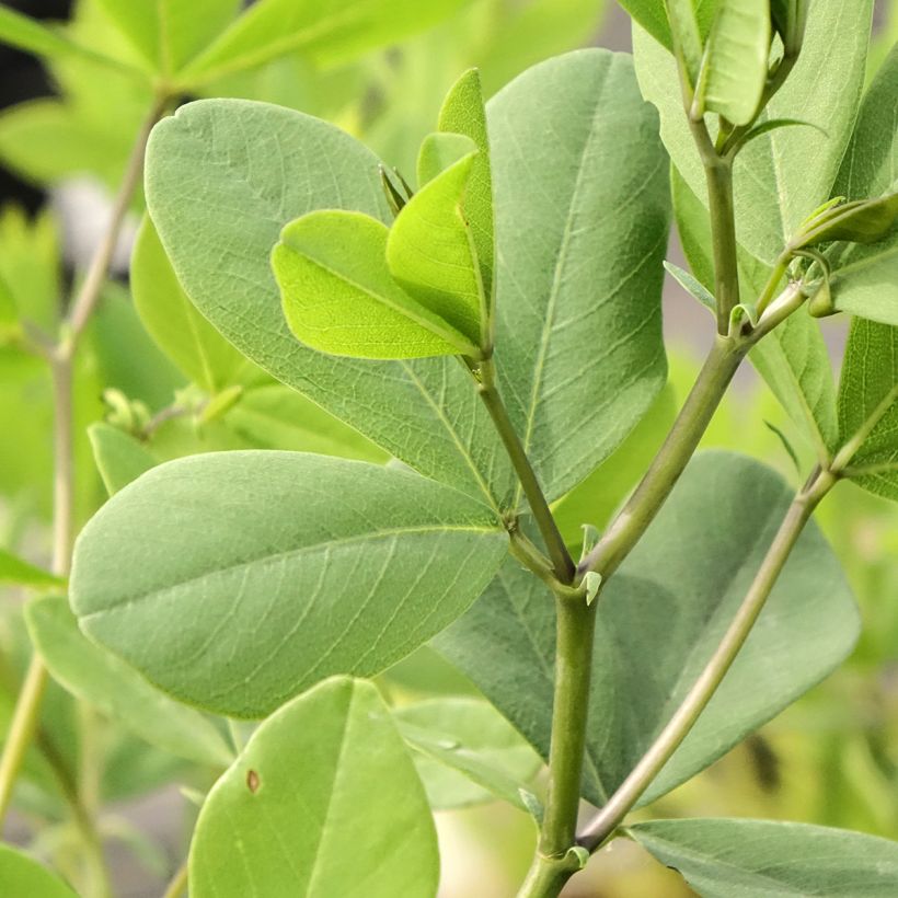 Baptisia albescens Pink Form - False Indigo (Foliage)