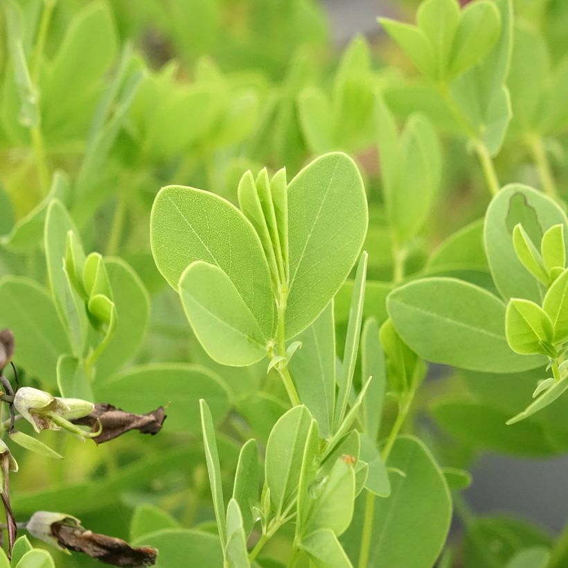 Baptisia australis var. minor Dark Blue - False Indigo (Foliage)