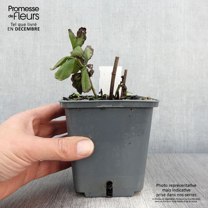 Baptisia Decadence Series Blueberry Sundae - False Indigo 1L/1.5L pot sample as delivered in autumn