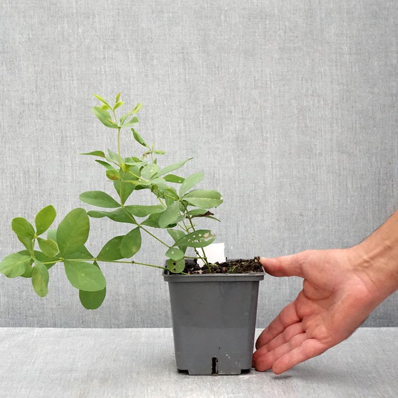 Baptisia Brownie Points - False Indigo 1L/1.5L pot sample as delivered in autumn