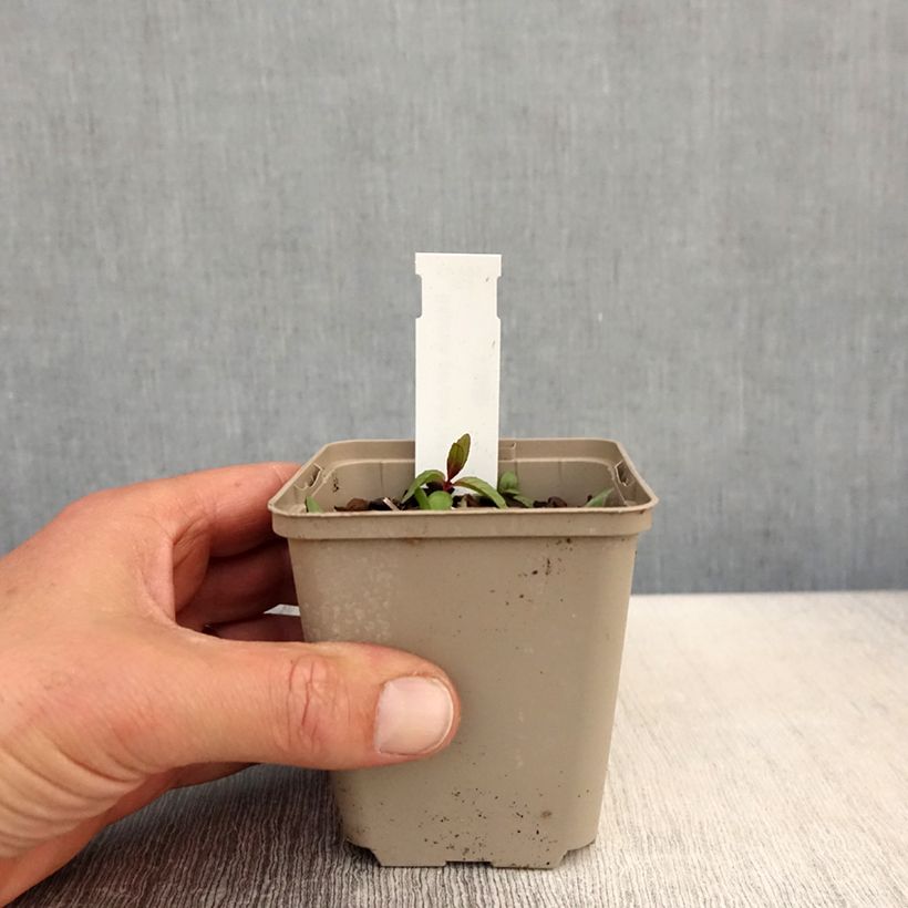 Baptisia alba - White False Indigo 8/9 cm pot sample as delivered in spring