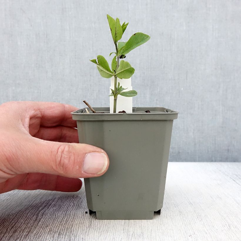 Baptisia Decadence Series Sparkling Sapphires - False Indigo 8/9 cm pot sample as delivered in spring