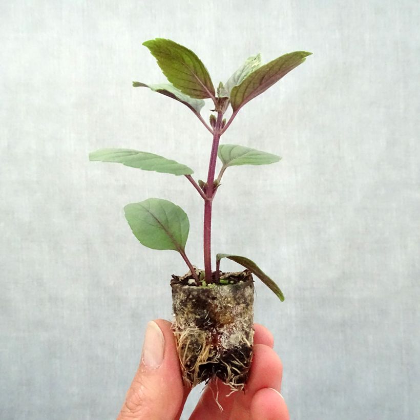 Ocimum kilimandscharicum Magic Mountain Plug plant 3/4cm sample as delivered in spring