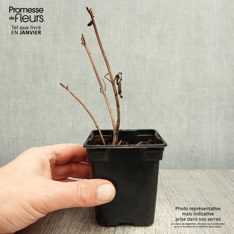 Perennial Magic Mountain Basil in seedlings 7/8 cm pot sample as delivered in winter