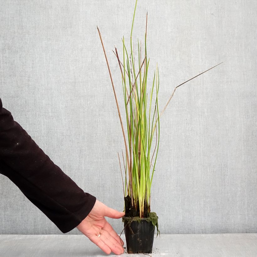 Baumea rubiginosa - Golden Spear 8/9 cm pot sample as delivered in winter