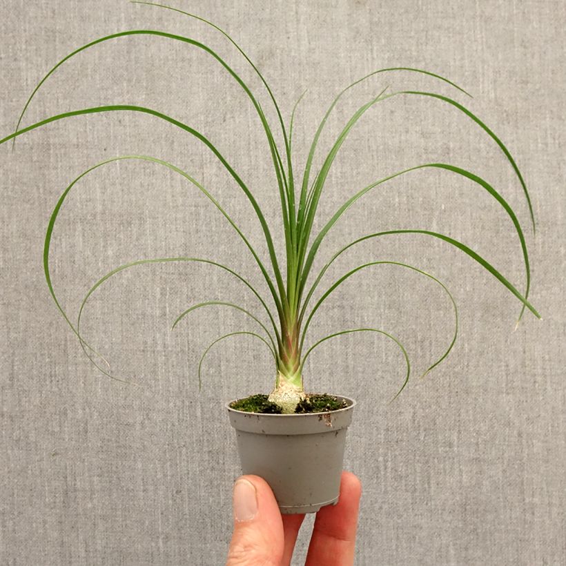 Beaucarnea recurvata - Elephant's foot mini plant sample as delivered in spring