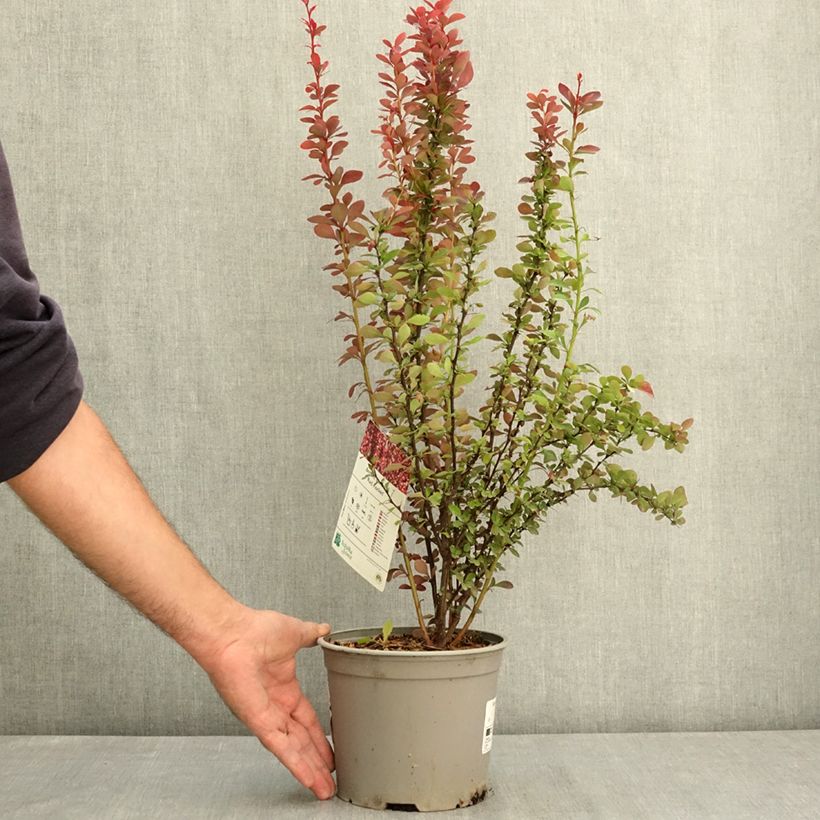 Berberis thunbergii Red Rocket - Barberry 2L/3L pot sample as delivered in summer