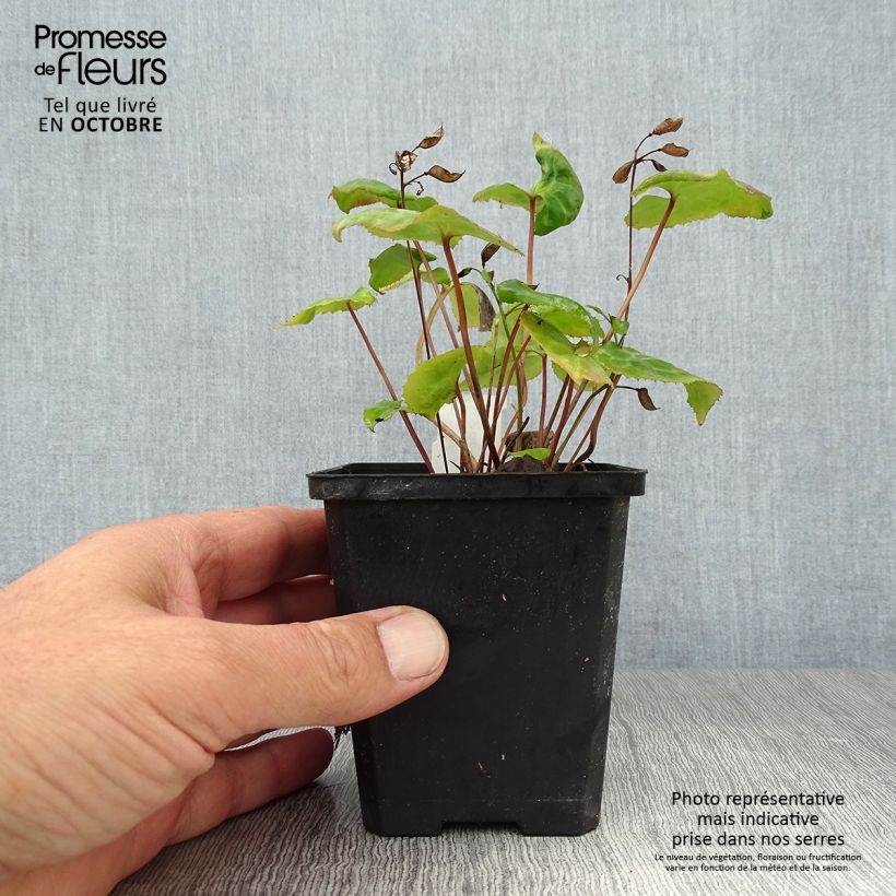Beesia calthifolia 8/9 cm pot sample as delivered in autumn