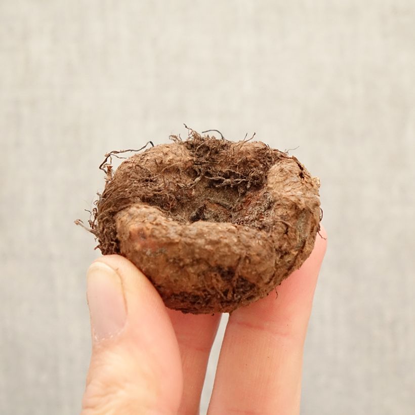 Begonia × tuberhybrida Camelia - Tuberous begonia Bulb size 5+ sample as delivered in spring