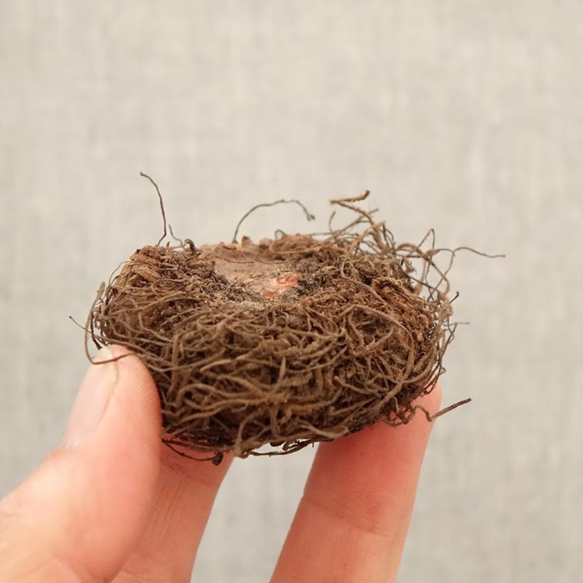 Begonia Non Stop® Apricot - Tuberous begonia Bulb size 5+ sample as delivered in spring