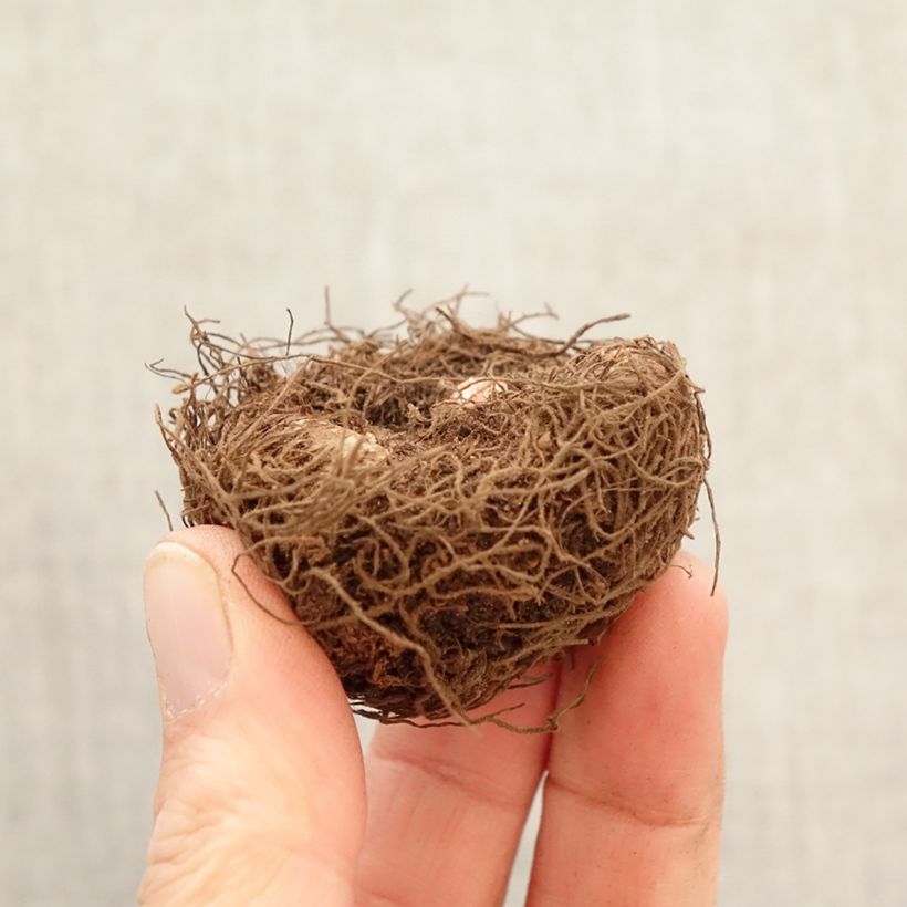 Begonia Non Stop® White - Tuberous begonia Bulb size 5+ sample as delivered in spring