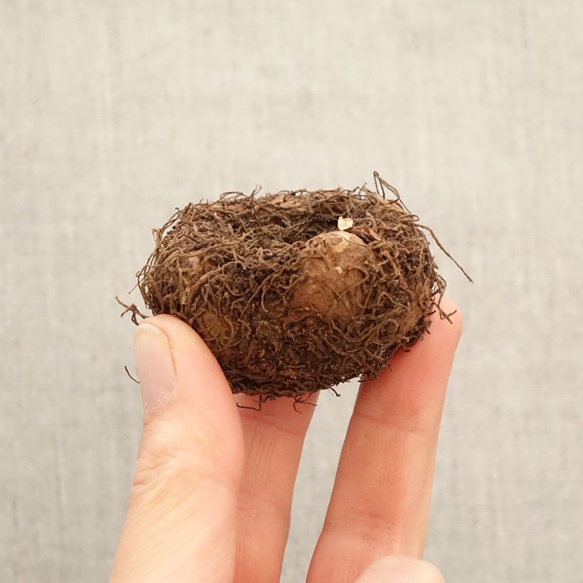 Trailing begonia Splendide Flamenca - Begonia × tuberhybrida Bulb size 5+ sample as delivered in spring