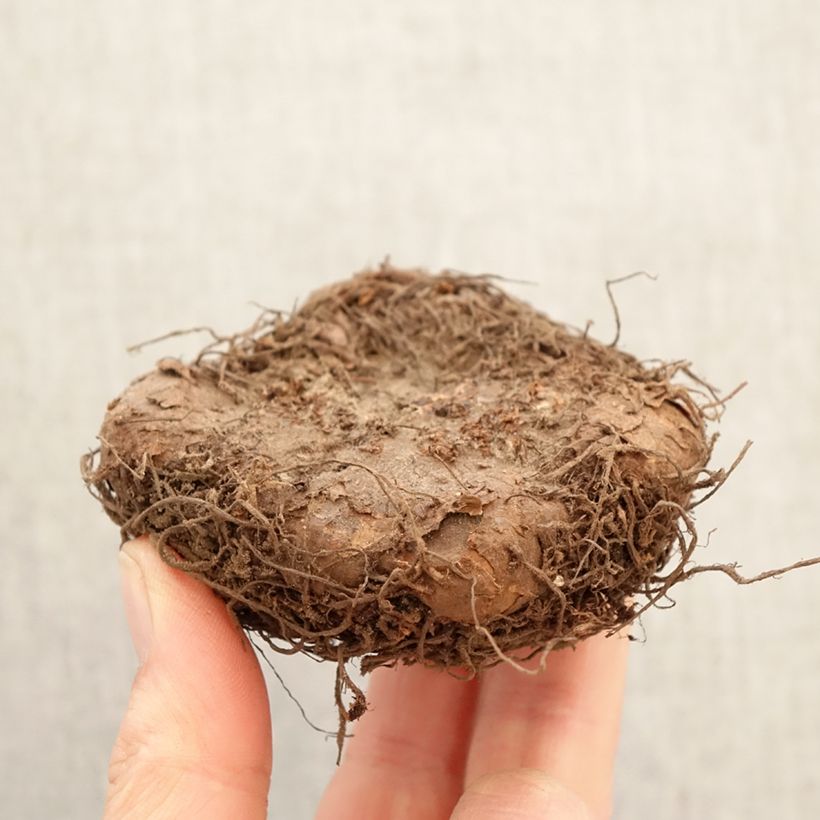 Begonia fimbriata 6 colour mix - Fringed tuberous begonia in scarlet, pink, orange, yellow, white, salmon Bulb size 6+ sample as delivered in spring