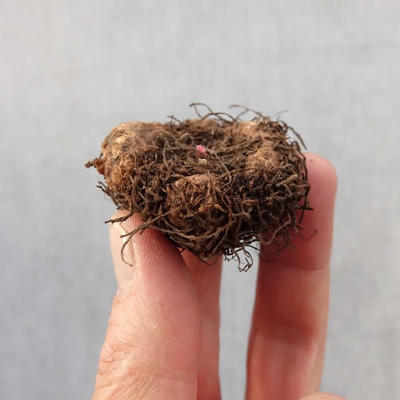 Begonia Fimbriata Samba Mix Bulb size 4+ sample as delivered in spring