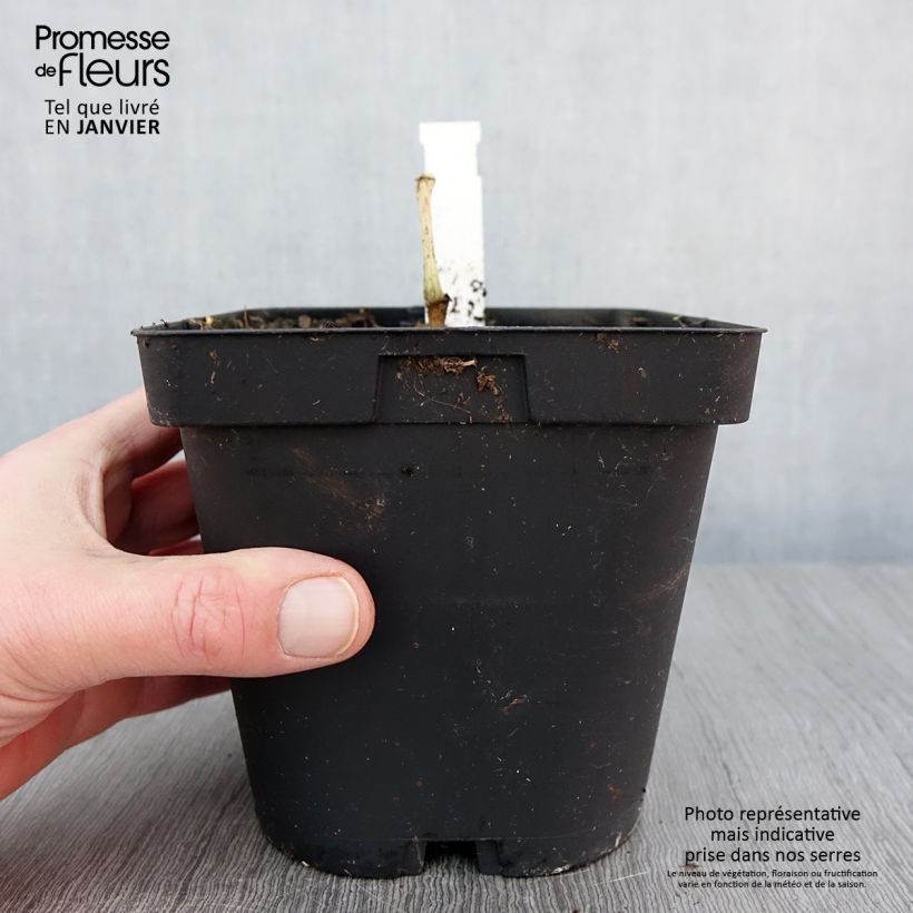 Begonia grandis subsp. evansiana 2L/3L pot sample as delivered in winter