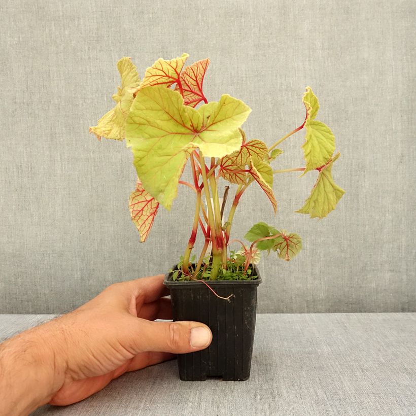 Begonia grandis subsp. evansiana var. alba - Hardy Begonia 8/9 cm pot sample as delivered in summer