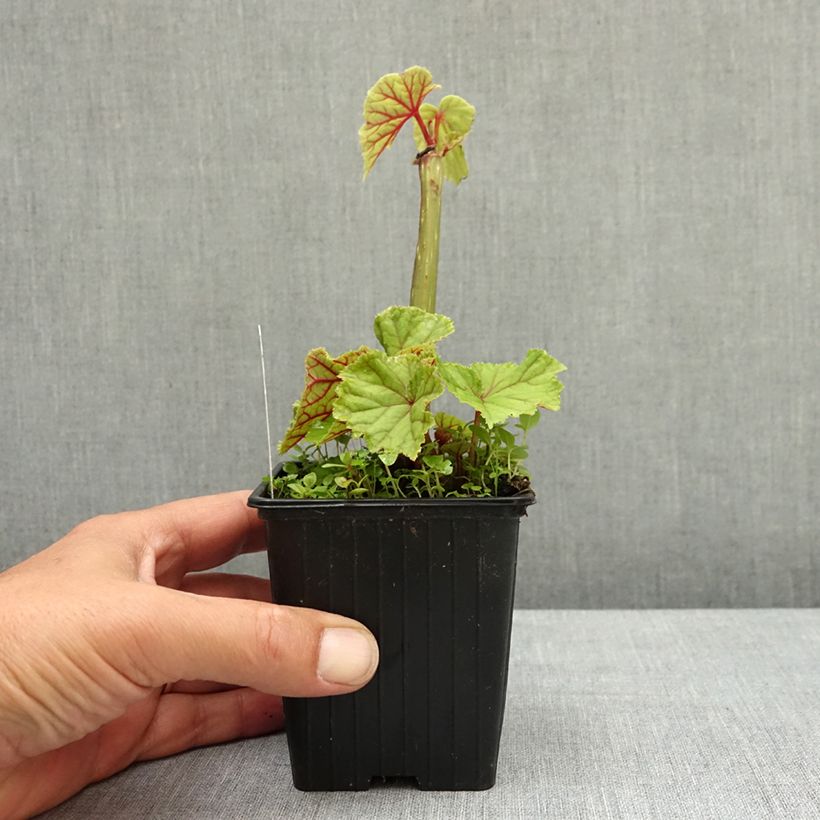 Begonia grandis subsp. evansiana var. alba - Hardy Begonia 8/9 cm pot sample as delivered in spring