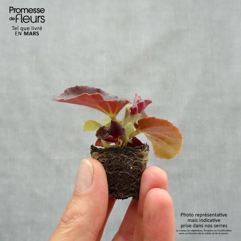 Begonia semperflorens Gumdrop Coco Rose Plug plant 1.5/2.5 cm sample as delivered in spring