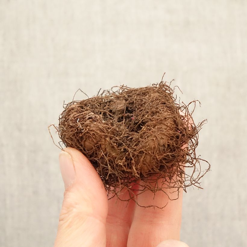 Begonia × tuberhybrida white  - Begonia Multiflora Maxima white Bulb size 5+ sample as delivered in spring