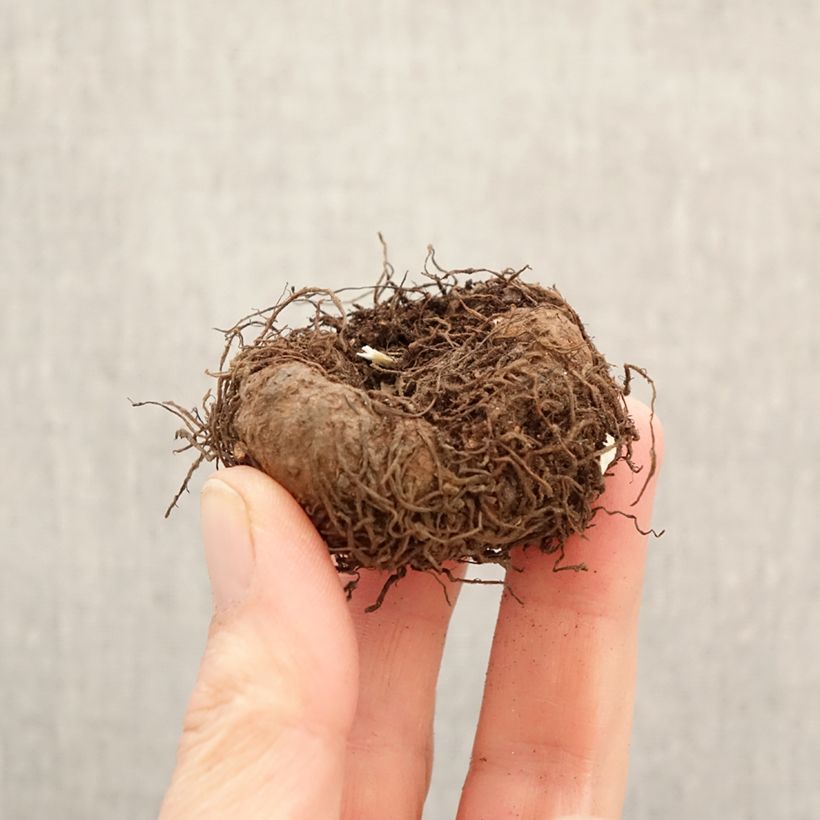 Begonia Angelique - Scented trailing tuberous begonia Bulb size 5+ sample as delivered in spring