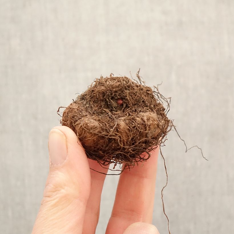 Trailing begonia Cascade 6 colour mix - Begonia Pendula Bulb size 5+ sample as delivered in spring