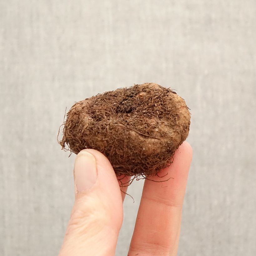 Trailing begonia Scarlet Cascade - Begonia pendula Bulb size 5+ sample as delivered in spring