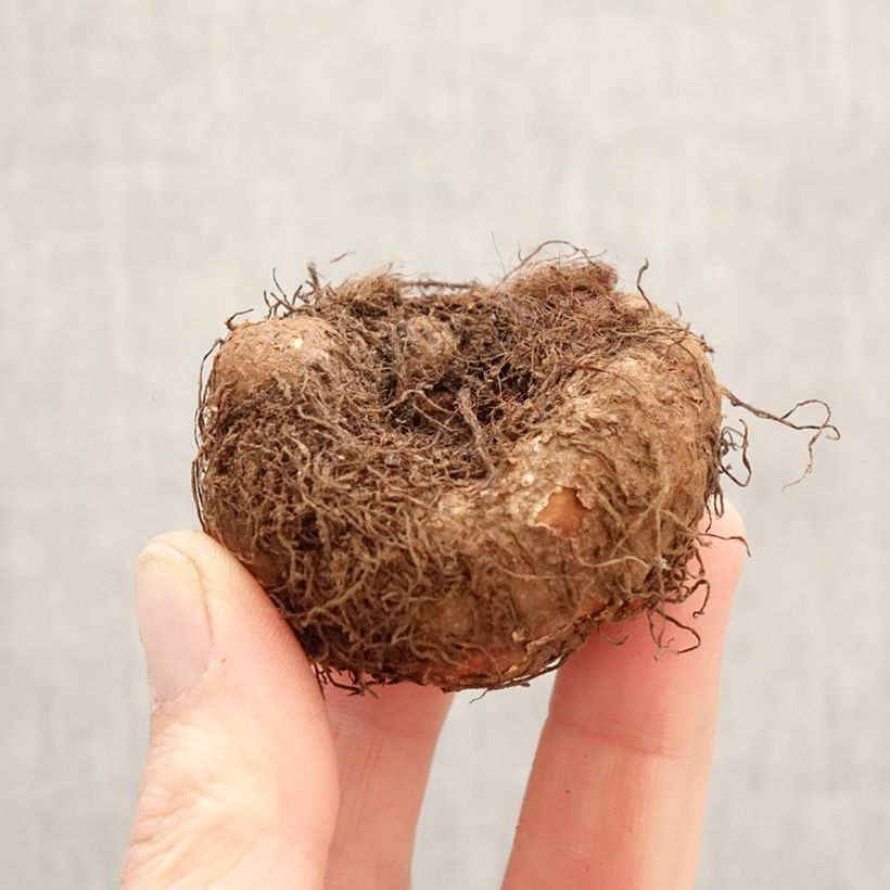 Trailing begonia Pink Cascade - Begonia Pendula  Bulb size 5+ sample as delivered in spring