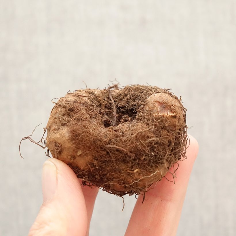 Trailing begonia White Cascade - Begonia pendula  Bulb size 5+ sample as delivered in spring