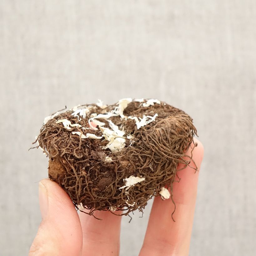 Trailing begonia Cascade Yellow - Begonia pendula  Bulb size 5+ sample as delivered in spring