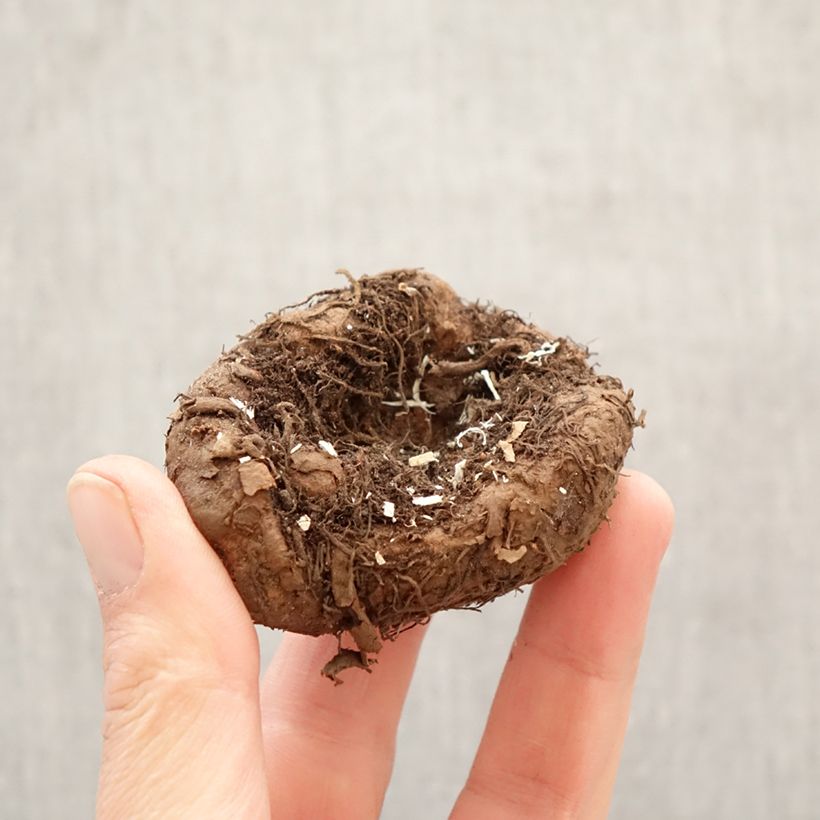 Trailing begonia mix of 3 colours - Begonia × tuberhybrida Alifra, Apricot, Ballerina  Bulb size 5+ sample as delivered in spring