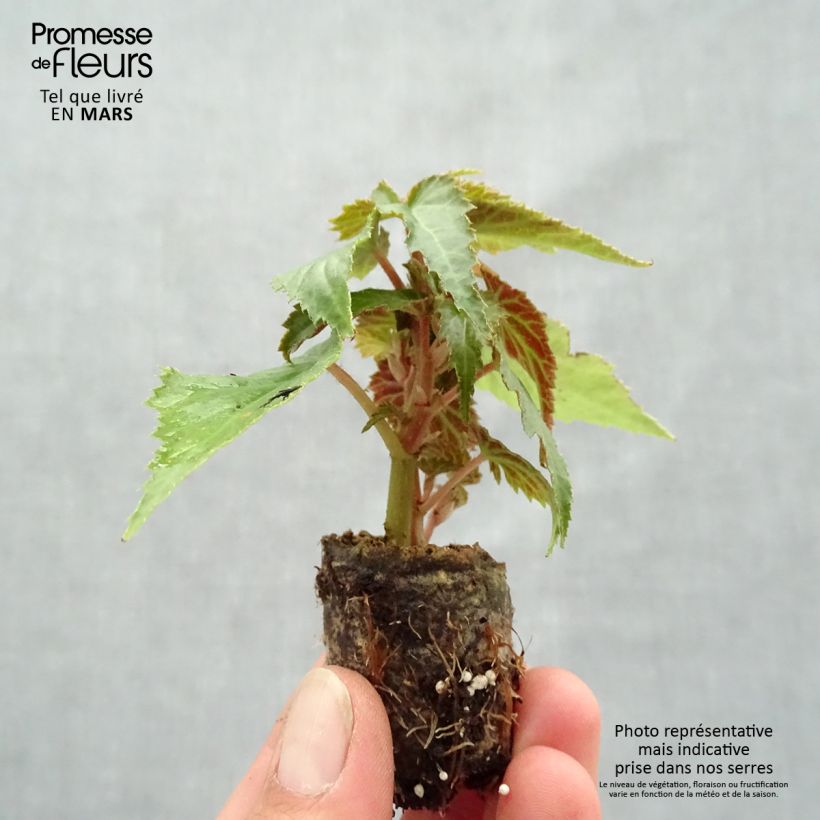 Begonia boliviensis Summerwings Rose Plug plant 3/4cm sample as delivered in spring